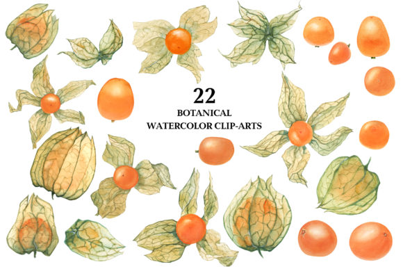 Download Physalis. Botanical Watercolor - Botanical watercolor Collection