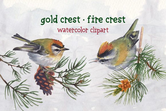 Download Gold Crest Fire Crest Watercolor Set - Crest Collection