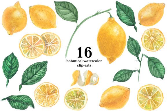 Download Lemon Garden. Botanical Watercolor - Botanical watercolor Collection